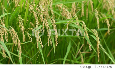 コメ(稲作)イメージ (rice field image) コメ(稲作)イメージ (rice field image) 125548420