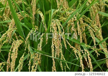 コメ(稲作)イメージ (rice field image) 125548422