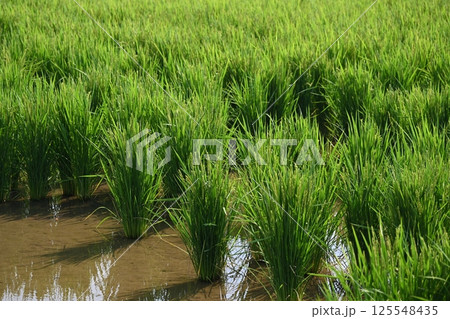 コメ(稲作)イメージ (rice field image) 125548435