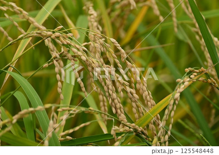コメ(稲作)イメージ (rice field image) コメ(稲作)イメージ (rice field image) 125548448
