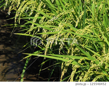 コメ(稲作)イメージ (rice field image) 125548452