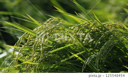 コメ(稲作)イメージ (rice field image) コメ(稲作)イメージ (rice field image) 125548454