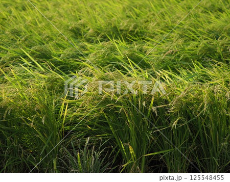 コメ(稲作)イメージ (rice field image) コメ(稲作)イメージ (rice field image) 125548455
