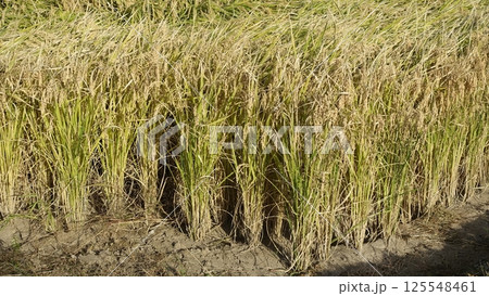 コメ(稲作)イメージ (rice field image) 125548461