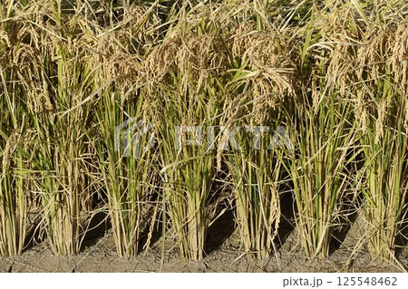 コメ(稲作)イメージ (rice field image) 125548462