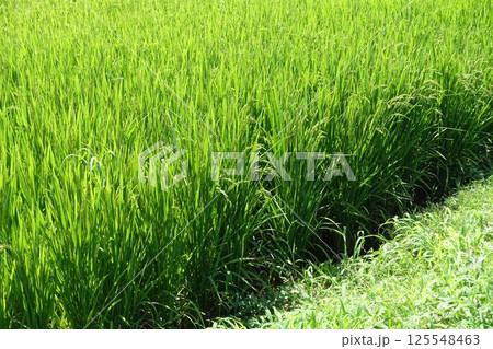 コメ(稲作)イメージ (rice field image) コメ(稲作)イメージ (rice field image) 125548463