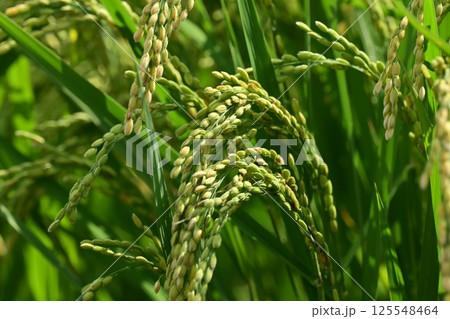 コメ(稲作)イメージ (rice field image) 125548464