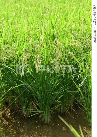 コメ(稲作)イメージ (rice field image) 125548467