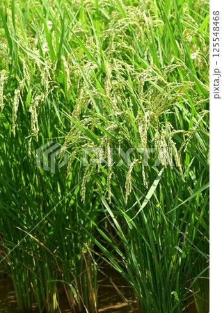 コメ(稲作)イメージ (rice field image) 125548468