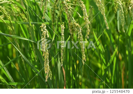 コメ(稲作)イメージ (rice field image) 125548470
