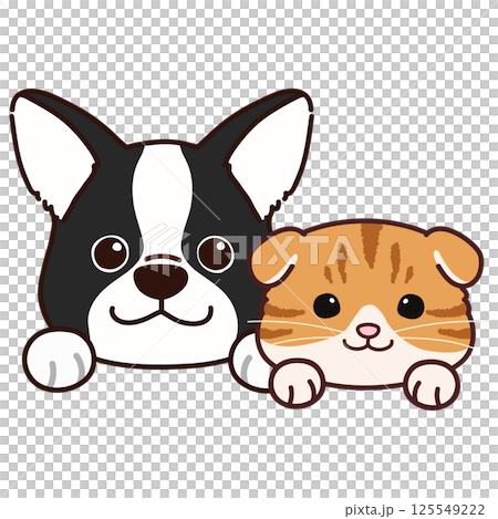 簡單可愛的法國鬥牛犬和蘇格蘭折耳犬 125549222