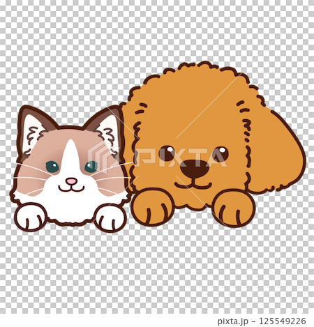 Simple and cute toy poodle and ragdoll Simple and cute toy poodle and ragdoll 125549226
