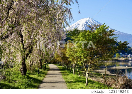 富士山と桜の散歩道 125549248