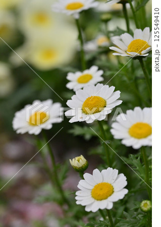 クリサンセマム　カンシロギク　ノースポール（寒白菊：Chrysanthemum） 125549410