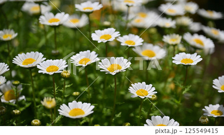 クリサンセマム カンシロギク ノースポール(寒白菊:Chrysanthemum) クリサンセマム カンシロギク ノースポール(寒白菊:Chrysanthemum) 125549415