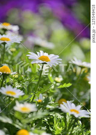 クリサンセマム カンシロギク ノースポール(寒白菊:Chrysanthemum) クリサンセマム カンシロギク ノースポール(寒白菊:Chrysanthemum) 125549418