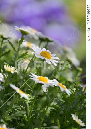 クリサンセマム カンシロギク ノースポール(寒白菊:Chrysanthemum) クリサンセマム カンシロギク ノースポール(寒白菊:Chrysanthemum) 125549420