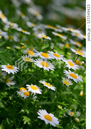 クリサンセマム　カンシロギク　ノースポール（寒白菊：Chrysanthemum） 125549423