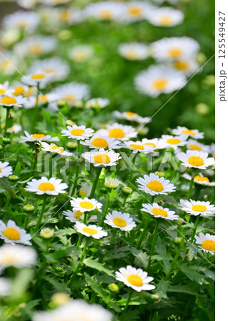 クリサンセマム カンシロギク ノースポール(寒白菊:Chrysanthemum) クリサンセマム カンシロギク ノースポール(寒白菊:Chrysanthemum) 125549427