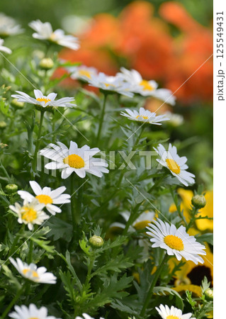 クリサンセマム カンシロギク ノースポール(寒白菊:Chrysanthemum) クリサンセマム カンシロギク ノースポール(寒白菊:Chrysanthemum) 125549431