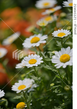 クリサンセマム カンシロギク ノースポール(寒白菊:Chrysanthemum) クリサンセマム カンシロギク ノースポール(寒白菊:Chrysanthemum) 125549432