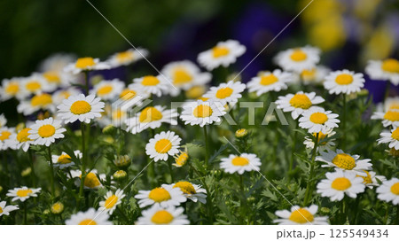 クリサンセマム カンシロギク ノースポール(寒白菊:Chrysanthemum) クリサンセマム カンシロギク ノースポール(寒白菊:Chrysanthemum) 125549434