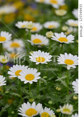 クリサンセマム カンシロギク ノースポール(寒白菊:Chrysanthemum) クリサンセマム カンシロギク ノースポール(寒白菊:Chrysanthemum) 125549435