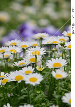 クリサンセマム カンシロギク ノースポール(寒白菊:Chrysanthemum) クリサンセマム カンシロギク ノースポール(寒白菊:Chrysanthemum) 125549438