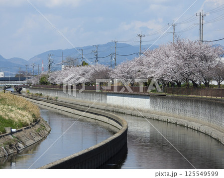 番田水路と遊歩道の桜並木(大阪府高槻市で2025年4月撮影) 番田水路と遊歩道の桜並木(大阪府高槻市で2025年4月撮影) 125549599