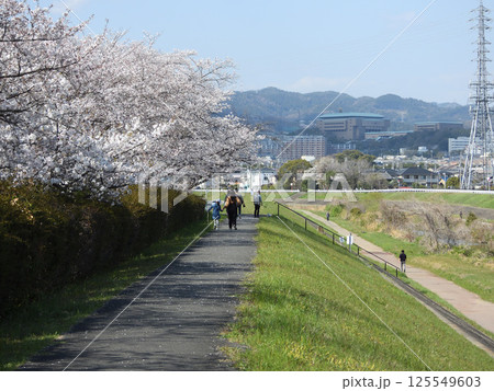 安威川の堤防の桜並木と散歩する人々(大阪府茨木市で2025年4月撮影) 125549603