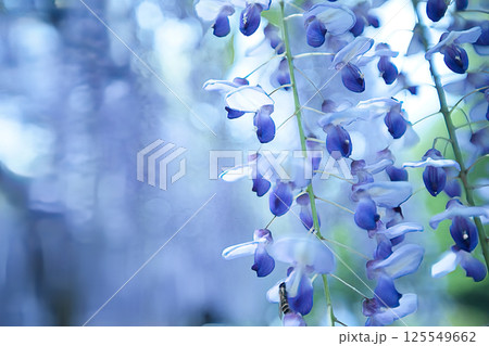 藤の花の蜜を吸う蜂 125549662