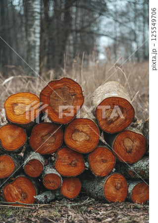Firewood stacked in the forest 125549706