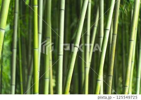 Bamboo forest background. Green thickets of bamboo plant in Asia. Japanese and Zen Aesthetics 125549725