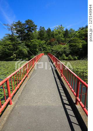 愛媛県今治市 市民の森 フラワーパーク 下平池の風景 愛媛県今治市 市民の森 フラワーパーク 下平池の風景 125549944