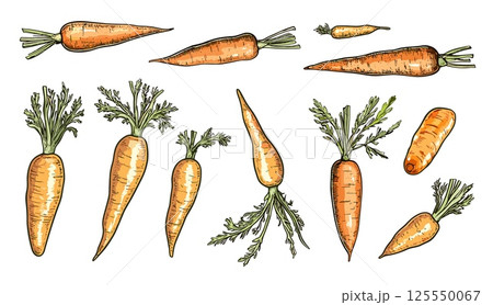 Fresh carrots. Farm vegetables, vitamin carrot food. Vegetarian ingredients for cooking, farm harvest time. Agriculture elements, vector collection 125550067
