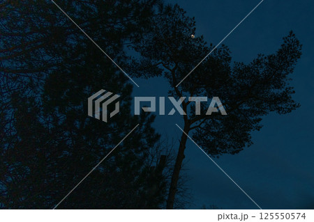 tree with a moon in the sky. sky is dark blue. silhouette of a sick tree in dark night sky during 125550574
