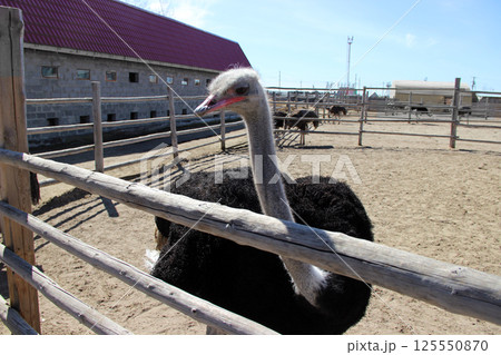 Ostrich Standing Behind a Wooden Fence on a Farm 125550870
