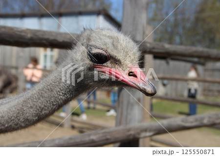 Ostrich Standing Behind a Wooden Fence on a Farm Ostrich Standing Behind a Wooden Fence on a Farm 125550871