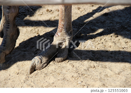 An ostrich leg on a farm on a warm summer day An ostrich leg on a farm on a warm summer day 125551003