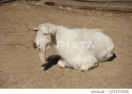 Resting White Goat in Sunny Outdoor Enclosure Resting White Goat in Sunny Outdoor Enclosure 125551008