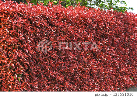 カナメモチ（要黐） 125551010