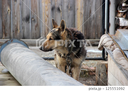German Shepherd Dog Alert in Outdoor Setting German Shepherd Dog Alert in Outdoor Setting 125551092