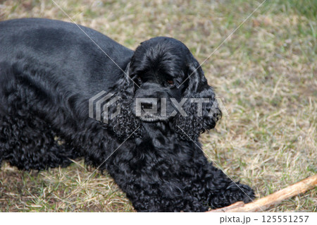 Black Dog American Cocker Spaniel Playing with Large Stick in Park 125551257