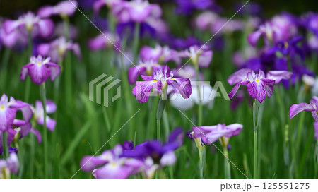 ハナショウブ/花菖蒲/Japanese iris ハナショウブ/花菖蒲/Japanese iris 125551275