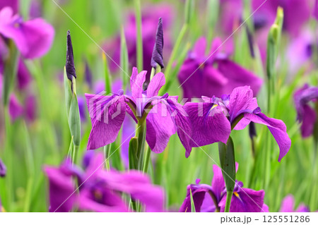 ハナショウブ/花菖蒲/Japanese iris 125551286