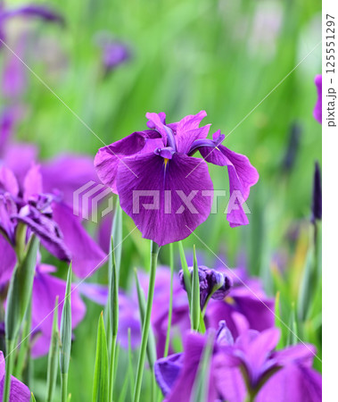 ハナショウブ/花菖蒲/Japanese iris 125551297