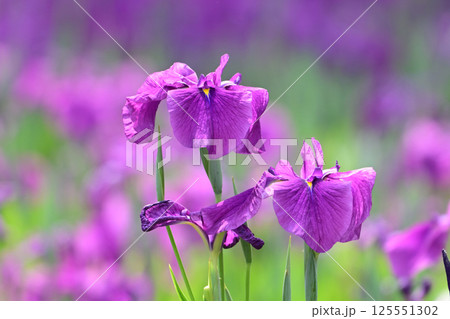 ハナショウブ/花菖蒲/Japanese iris 125551302