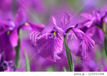 ハナショウブ/花菖蒲/Japanese iris ハナショウブ/花菖蒲/Japanese iris 125551306