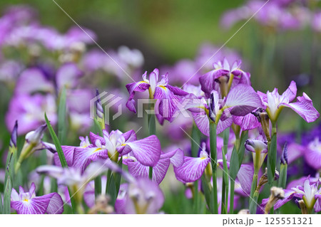 ハナショウブ/花菖蒲/Japanese iris 125551321