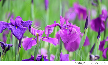 ハナショウブ/花菖蒲/Japanese iris 125551333